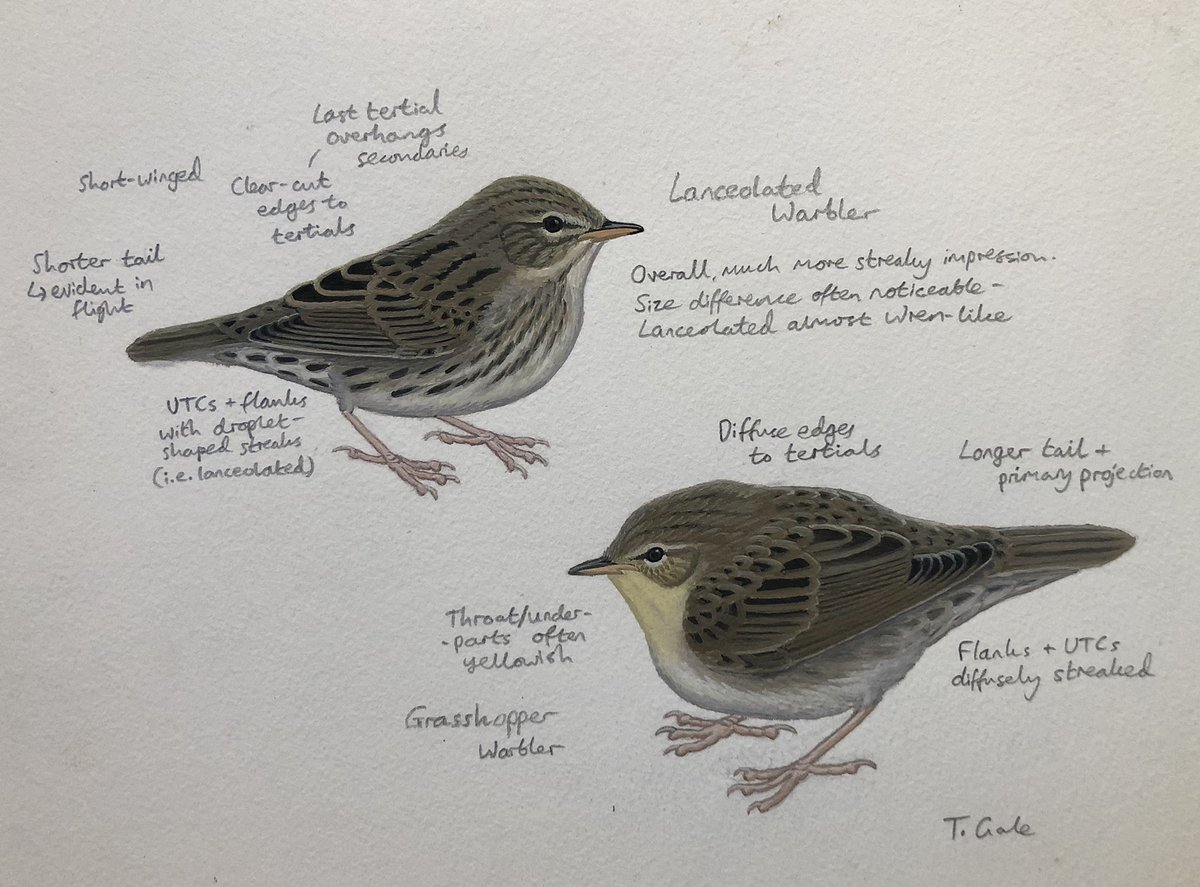 Been a quiet year personally birding-wise, so decided to get some painting done to reminisce on previous years. One for #FairIsleFriday here - Lanceolated vs Grasshopper warbler comparison. Hopefully will be able to add another species to this eventually!