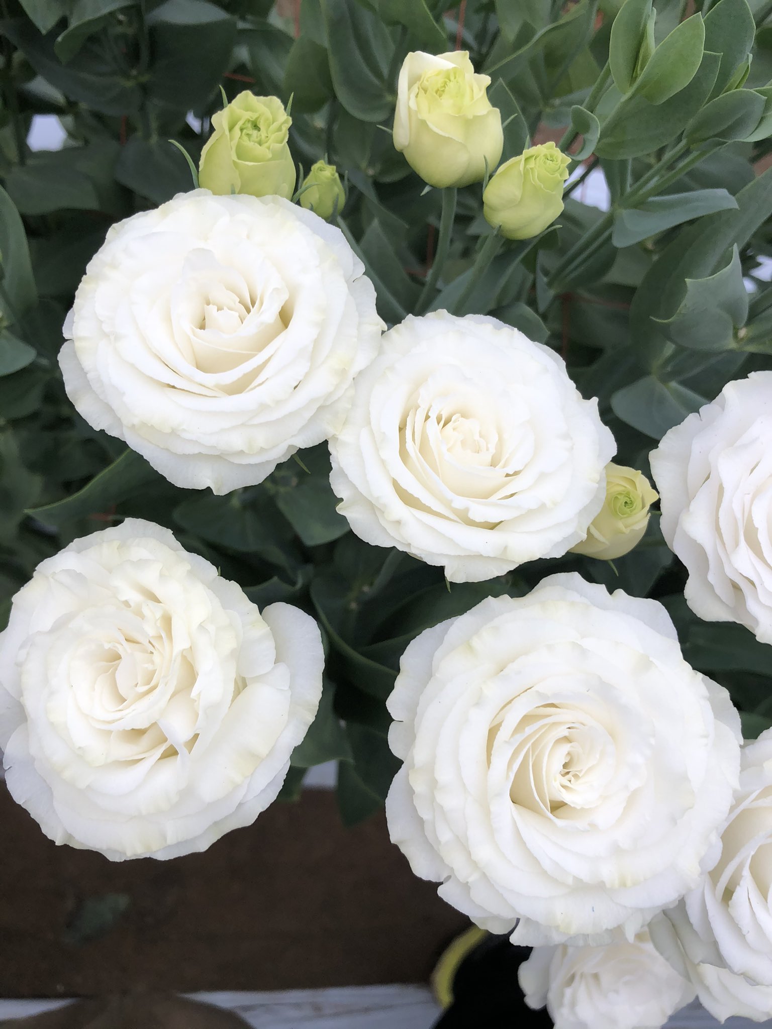 フラワーハウスオザワ Flower Ozawa Twitter