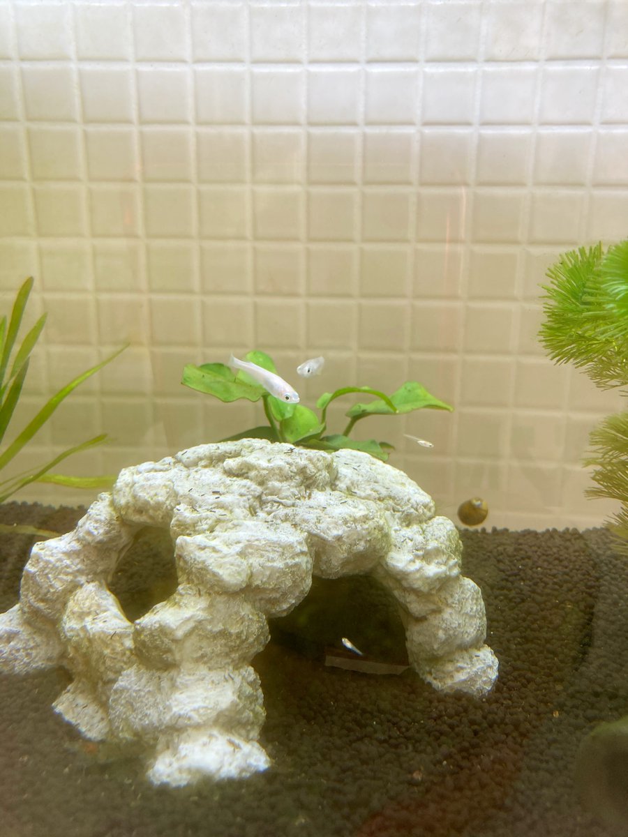 めきちん 同じ水槽内でネット浮かべて隔離していたメダカの稚魚を 大きな子だけ水槽内に放流 追いかけ回されてる けど 頑張れ めきちん 同じ水槽内でネット浮かべて隔離していたメダカの稚魚を 大きな子だけ水槽内に放流 追いかけ回されてる けど 頑張れ