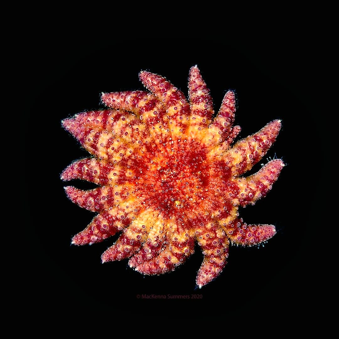 May I interrupt your #Crustmas programming to share news on the recent critically endangered IUCN listing of the #SunflowerSeaStar, Pycnopodia helianthoides.  #seastarwastingdisease  #marineinvertebrates #marinedisease #fundmyresearch #marinediseaseresearch #keystonespecies