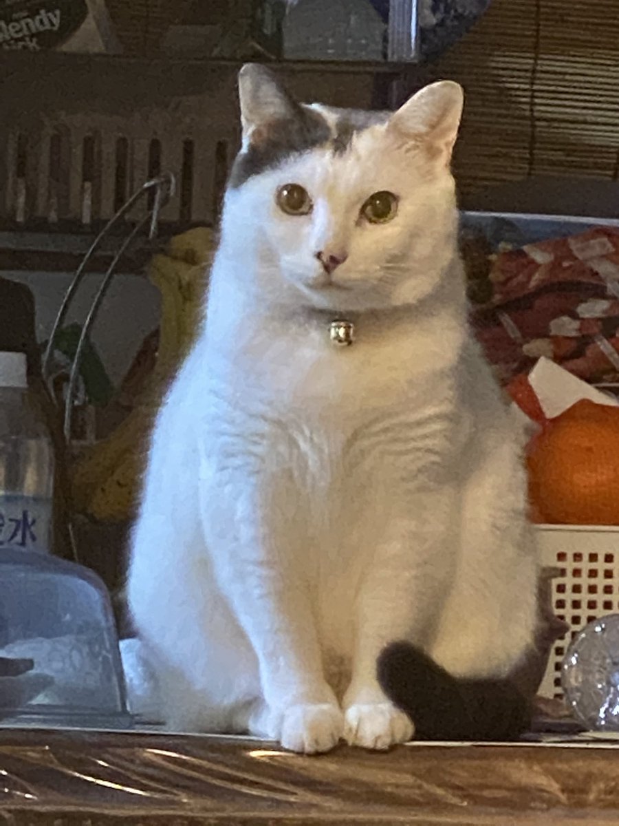 mapi0718's tweet photo. 宜しくです(^-^)/
#うさぎ飼ってる人と繋がりたい
#ネザーランドドワーフ
#猫好きさんと繋がりたい 
左からネザーランドのちび🐰♡
真ん中=雑種のチョコ🐱♡
右=雑種のみっちゃん🐱♡
もう3匹とも可愛すぎて癒し(* ´  ` *)ᐝ https://t.co/wEJESSG2ql