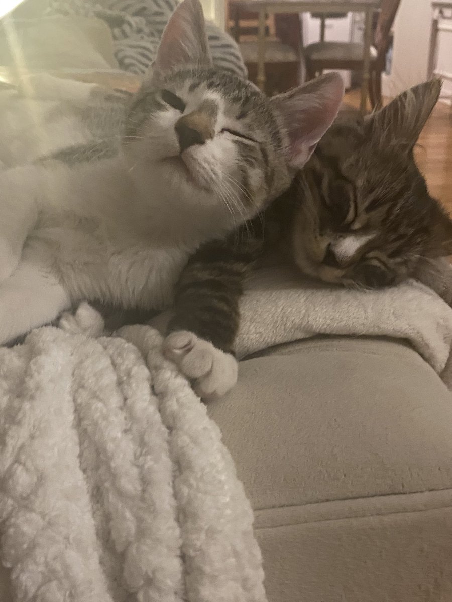 kittenrescuer's tweet photo. Help! I have two foster kittens that are ready to go to their forever home next week but no takers yet. They are the sweetest little kittens but are bonded and need to go together. Los Angeles area! #kittens #adopt #lovecats @bverhoev https://t.co/d6fgGeKFr5