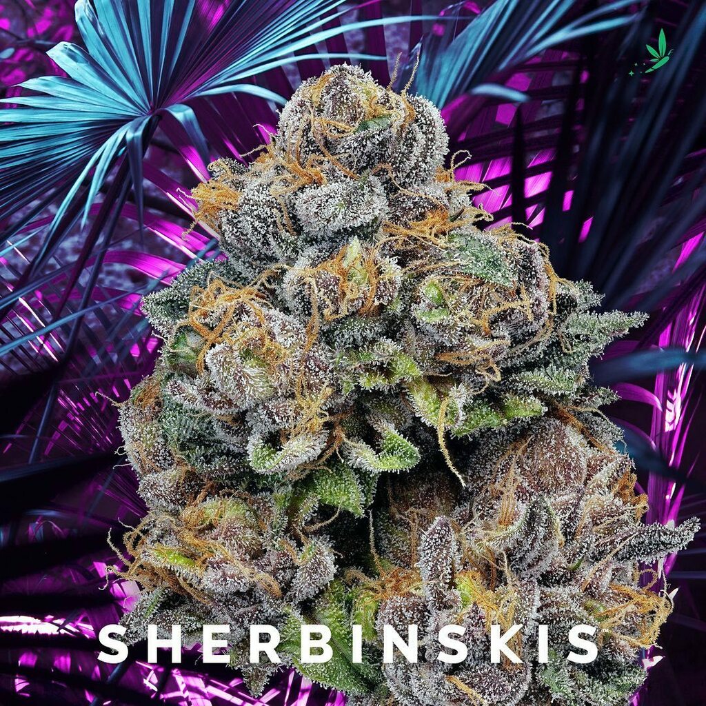 EmberzBrand's tweet image. “ACAIBERRY GELATO” (Sungrown Flower)🍧 🍇🫐 30.24% THC #FollowTheFly #LightUpYourDay #CuratedCollective #Muzeum #Emberz #Sherbinskis #Acaiberrygelato instagr.am/p/CIrV4s0BJ0r/