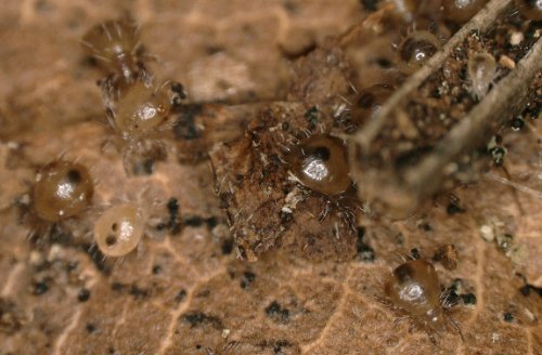 Genome of my most favorite oribatid mite (and animal in general) now up on BioRxiv - Molecular evolutionary trends and biosynthesis pathways in the Oribatida revealed by the genome of Archegozetes longisetosus disq.us/t/3tgj3xl <a href="/AcarologicalSoc/">Acarological Society</a>