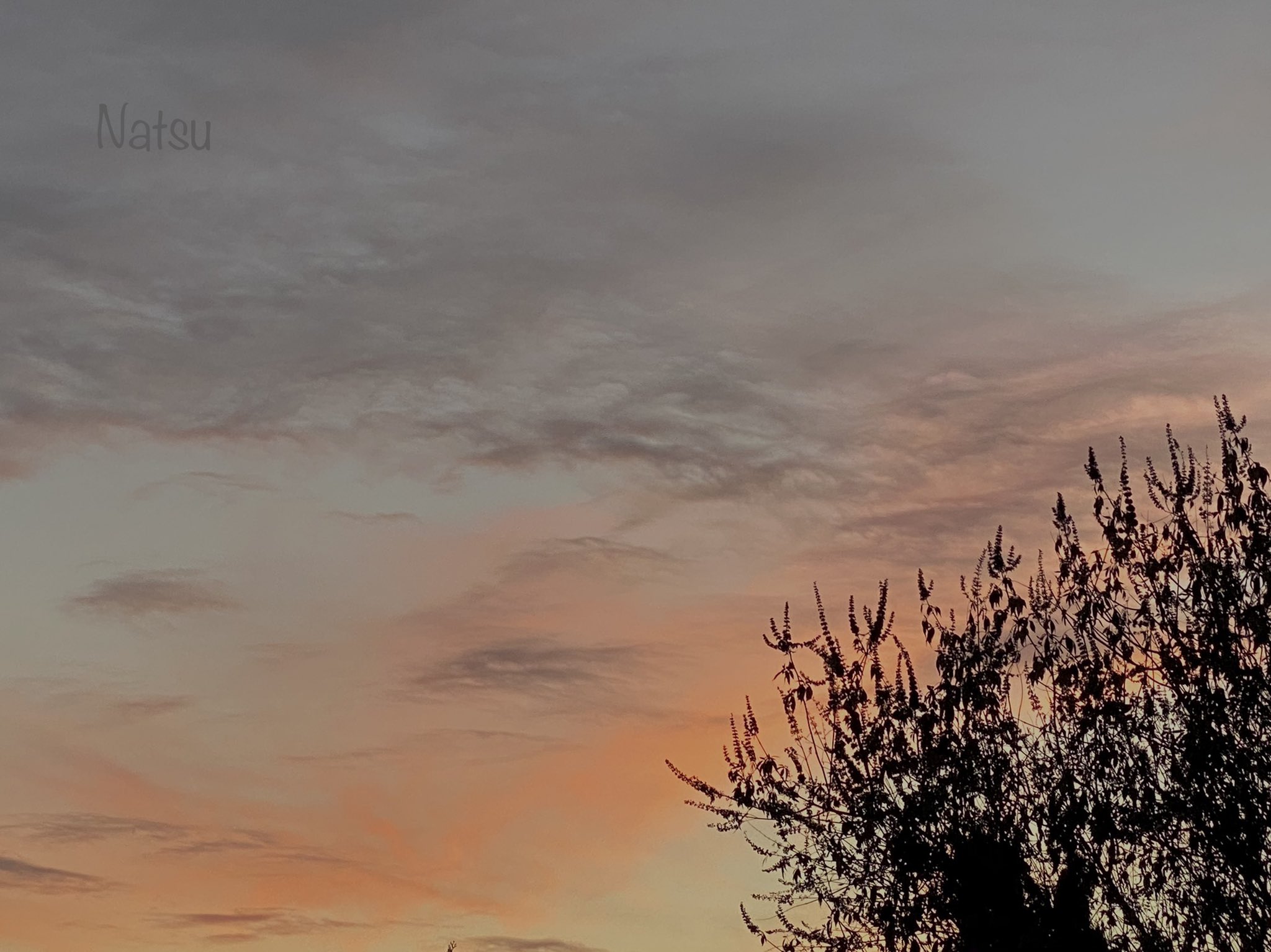 ピンクの空 Twitter Search Twitter