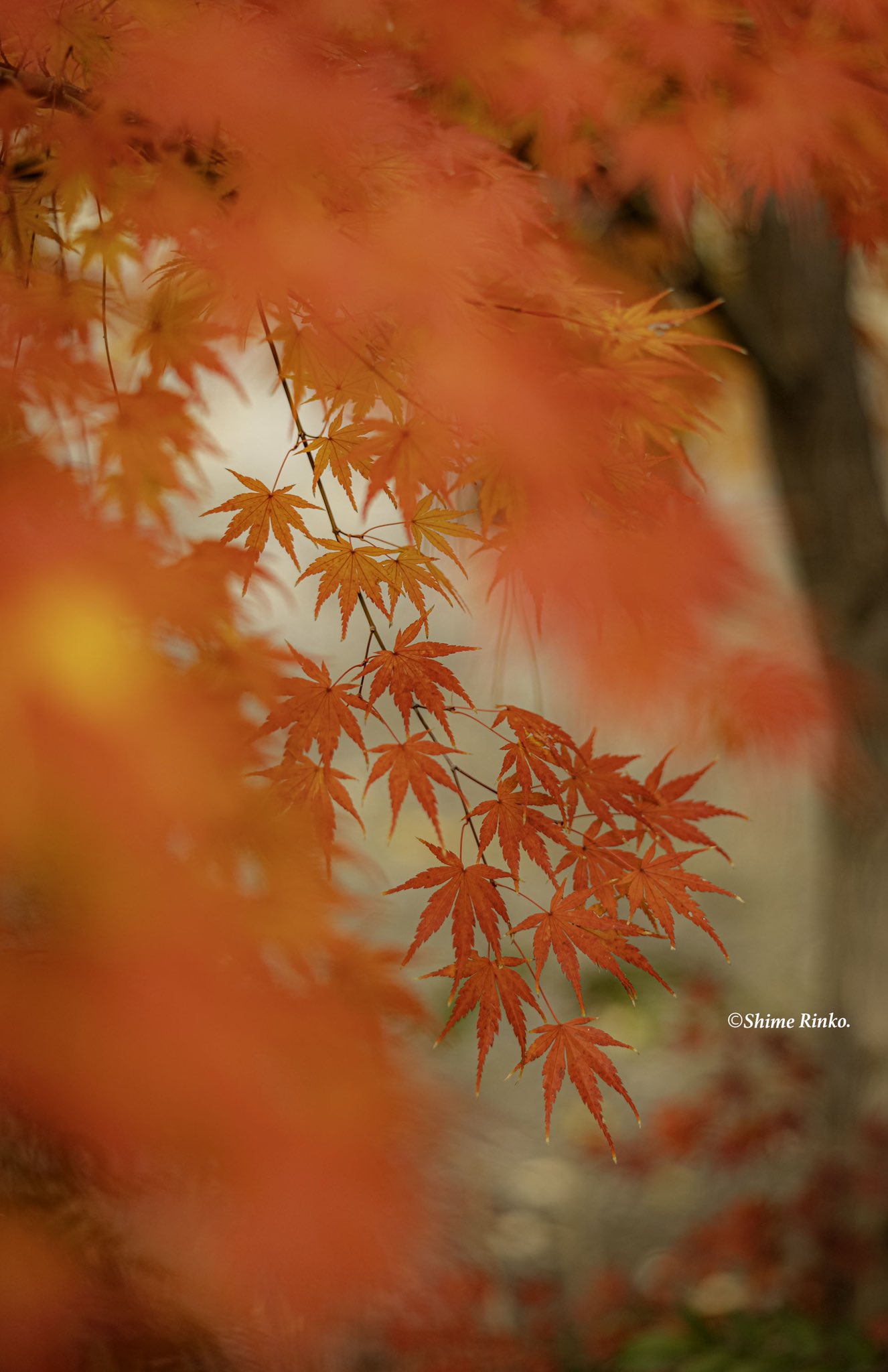 Shime Rinko Otoshinphoto Twitter