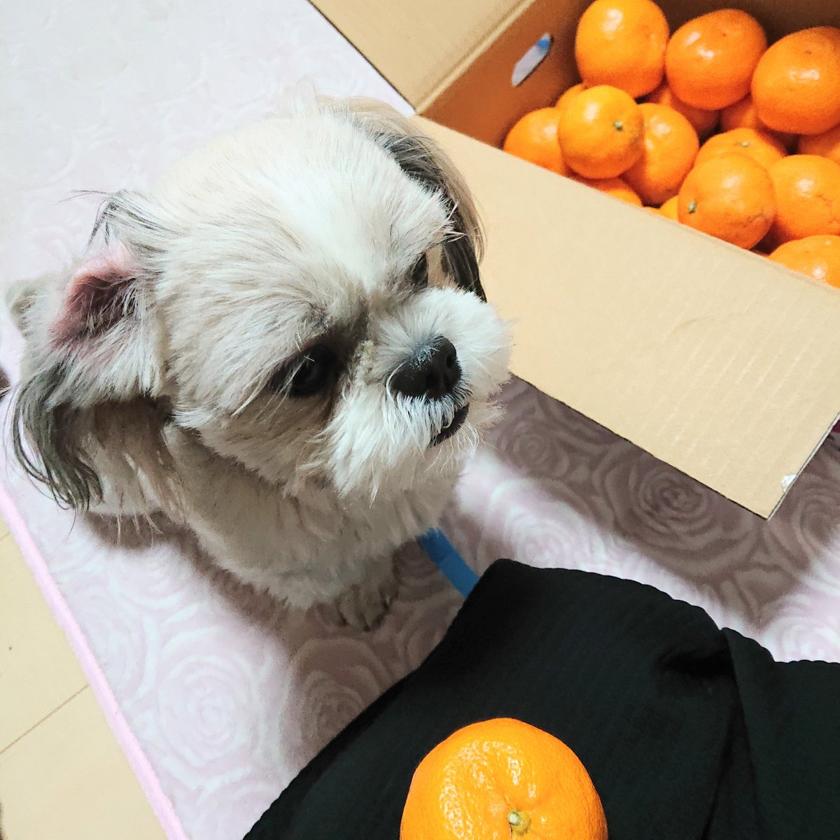 訳ありみかん 訳ありみかん