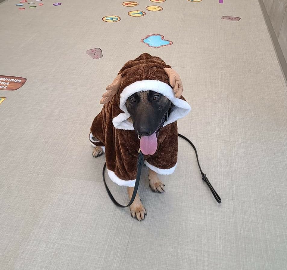 K9s of Valor tweet media