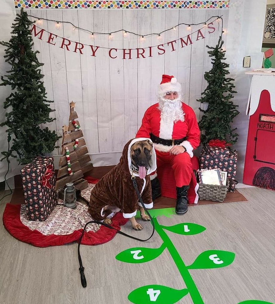 K9s of Valor tweet media