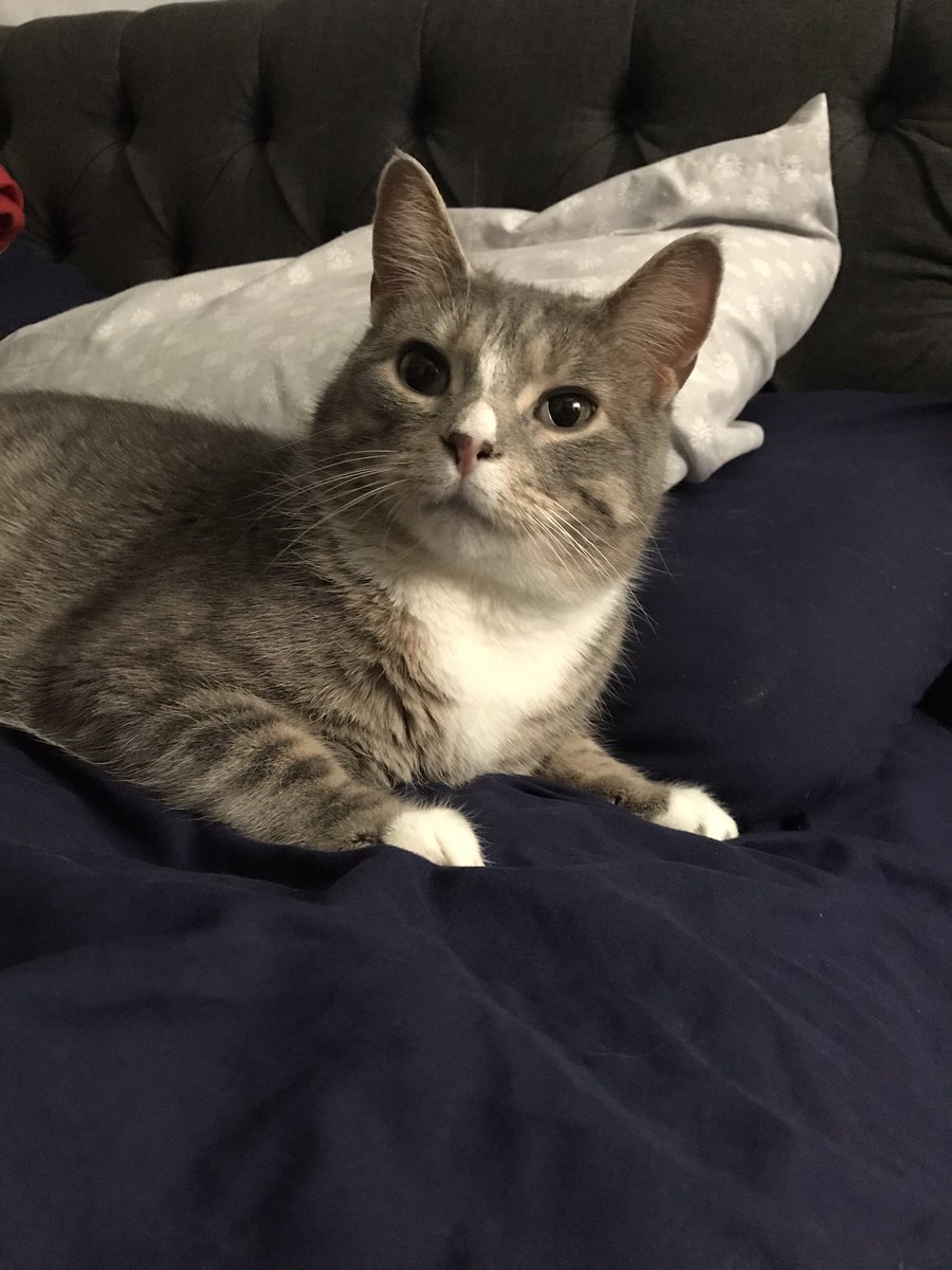 hausofqueer's tweet photo. might just keep a thread of pictures i take of greg and pin it to my account
to start: greg looking very alert and confused while laying on colins side of the bed (which he never does) https://t.co/gKnrlDsDp8