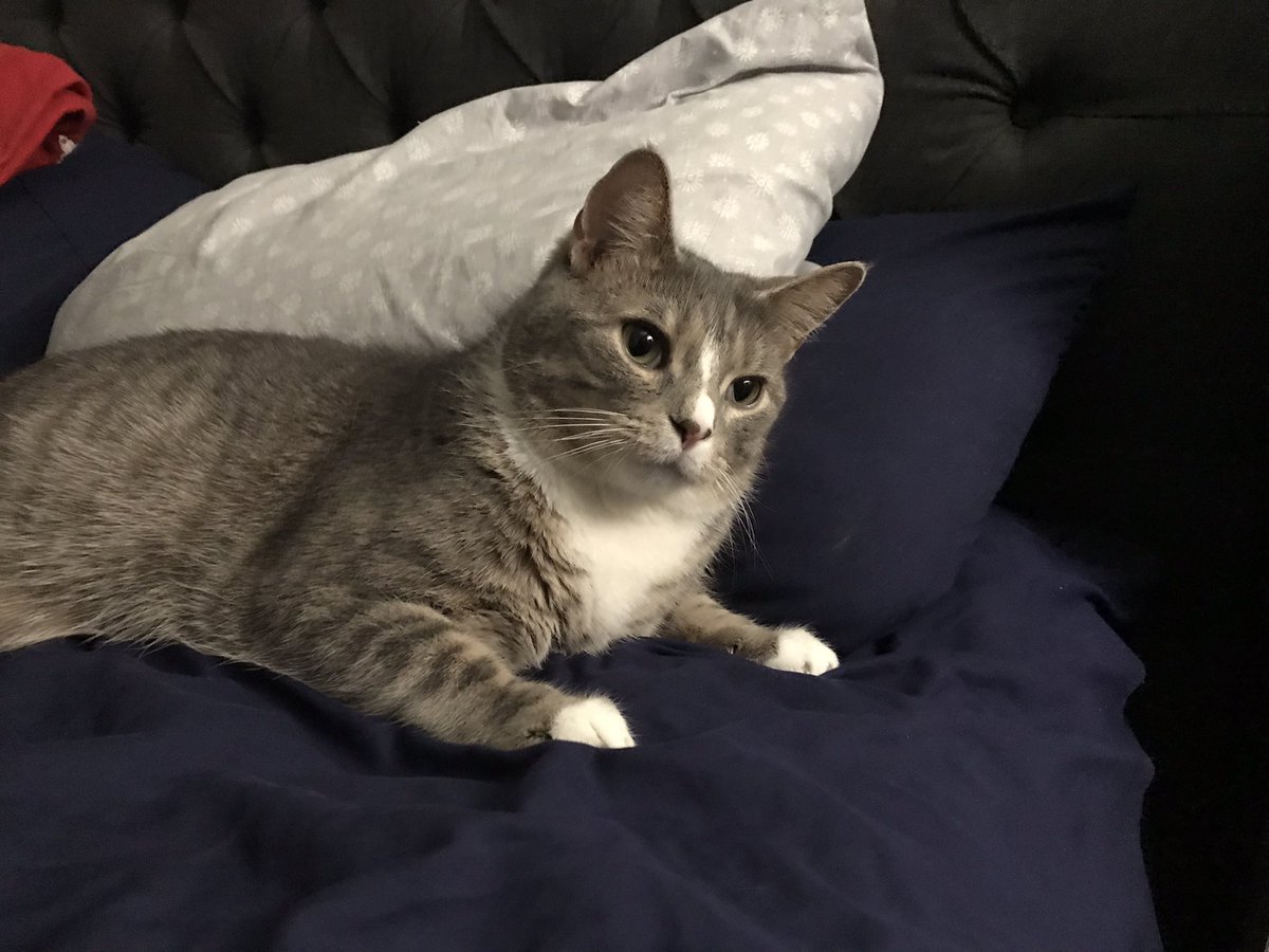 hausofqueer's tweet photo. might just keep a thread of pictures i take of greg and pin it to my account
to start: greg looking very alert and confused while laying on colins side of the bed (which he never does) https://t.co/gKnrlDsDp8