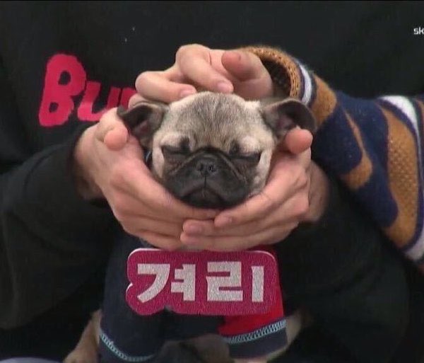 BackTheSoul's tweet photo. 🐾💤E quando esse pug fofo adormeceu nas mãos do Hoseok?

@BTS_twt https://t.co/ltvWQje4Oe