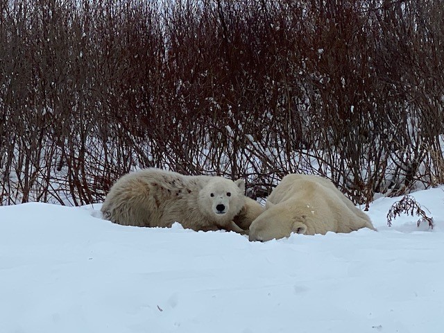 ONresources's tweet photo. A big shout out to the MNRF team, who in conjunction with Moose Cree First Nation and Nishnawbe Aski Police Services, were able to safely move a mother polar bear and her two cubs away from the community of Moose Factory. 🐻‍❄️❄️ https://t.co/z7VR9I5F1p