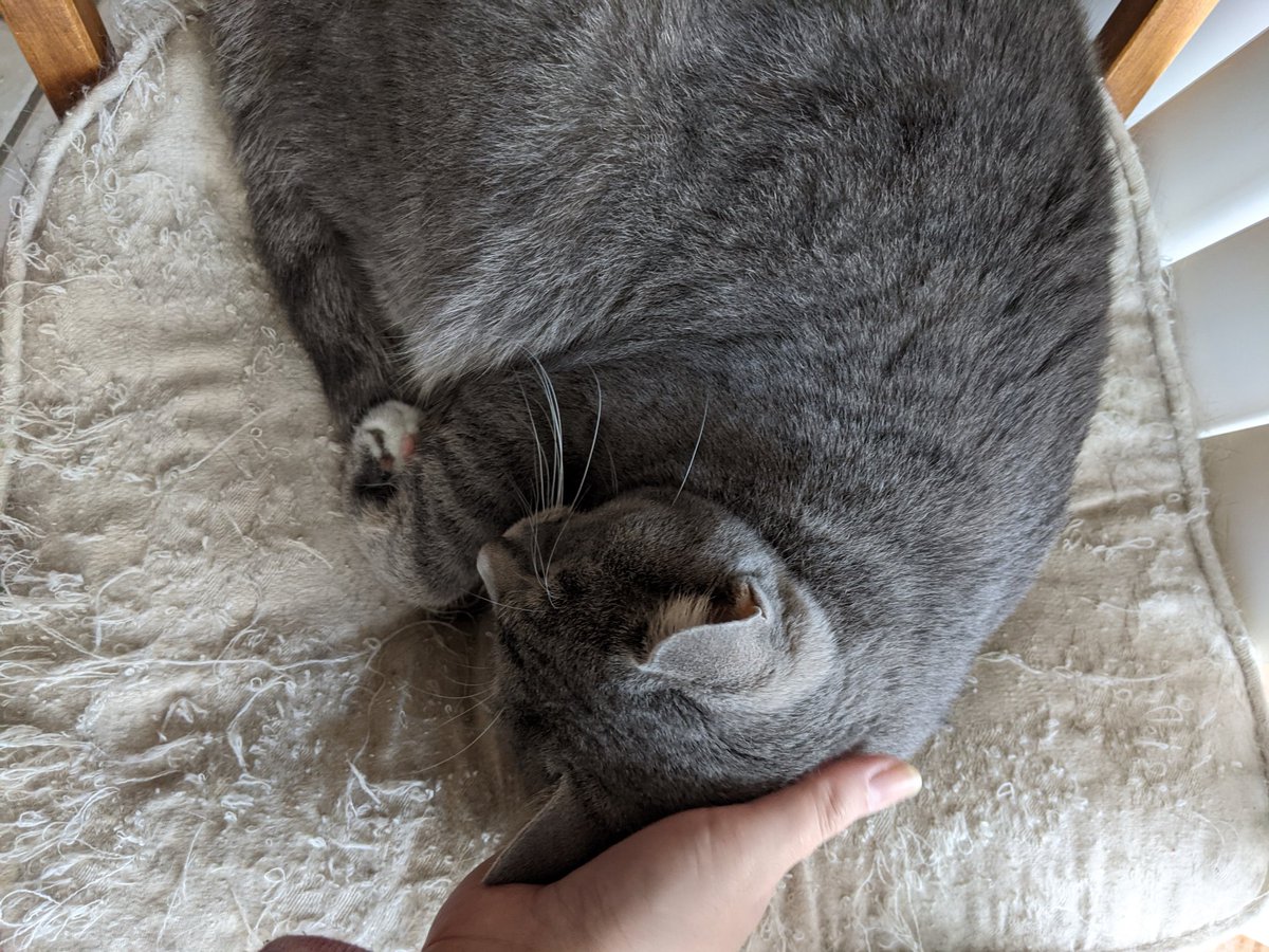 inqyblots's tweet photo. Kitty taken some time to adjust and realized again that she's home and we're not getting rid of her. She's back to curling up in sunbeams and relaxing. #BestFloof https://t.co/dP3ipwFW0w