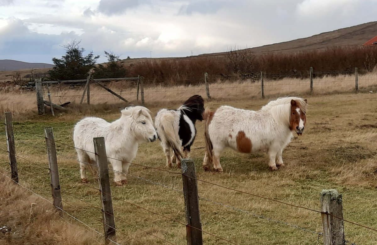 Printer ink low: Black