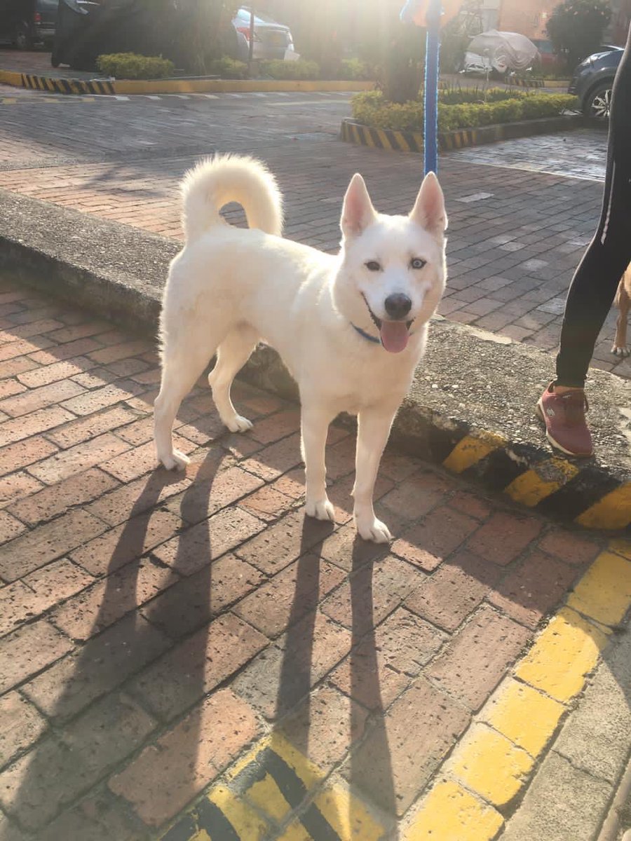 CatacardenasCh's tweet photo. Acabamos de encontrar a este perrito en Mazurén, por favor ayúdenme con un RT para encontrar a su familia. @SaninPazC @VLADDO @andreanimalidad info 3192484042 https://t.co/UaL2YtCVut