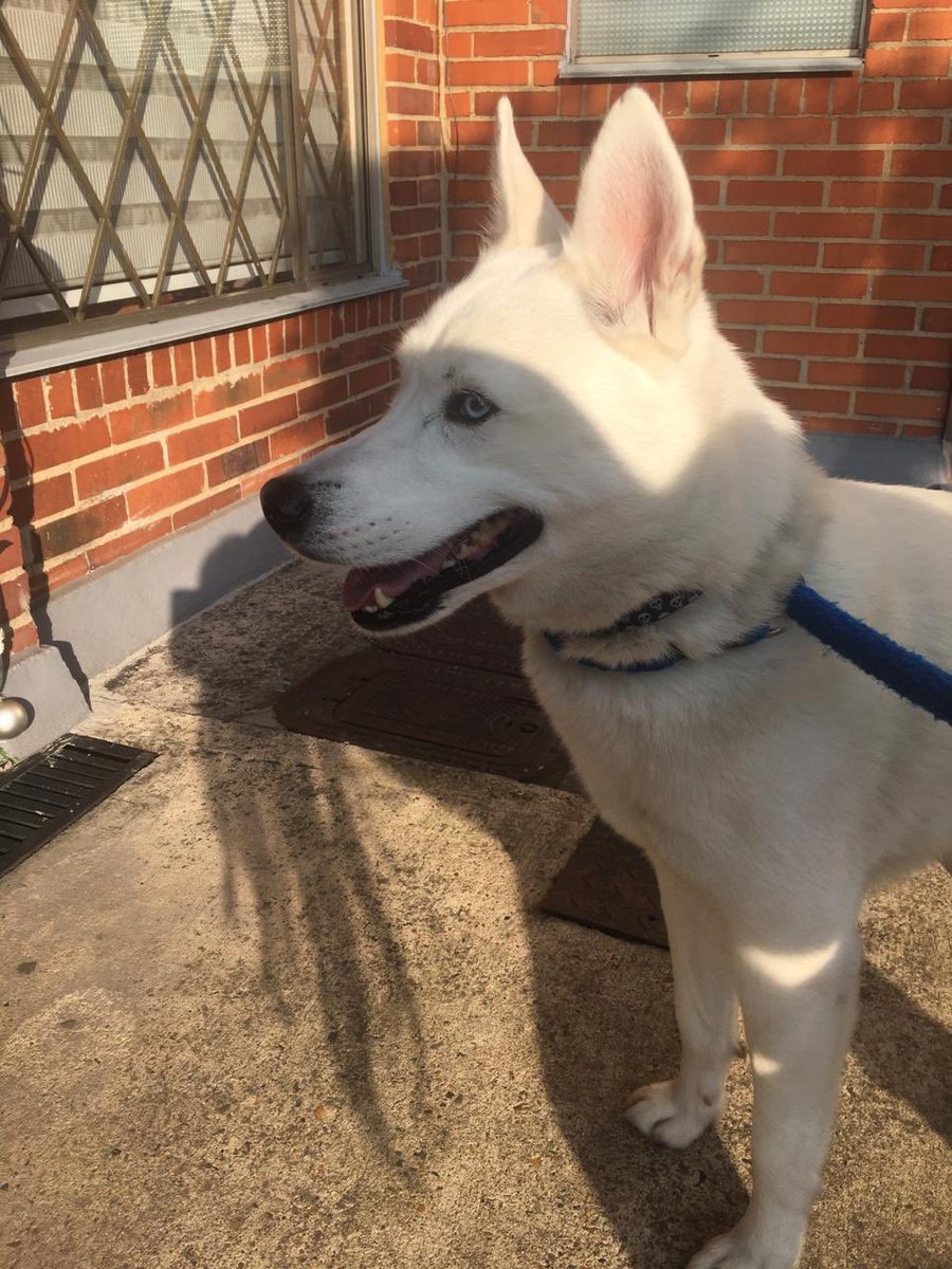 CatacardenasCh's tweet photo. Acabamos de encontrar a este perrito en Mazurén, por favor ayúdenme con un RT para encontrar a su familia. @SaninPazC @VLADDO @andreanimalidad info 3192484042 https://t.co/UaL2YtCVut