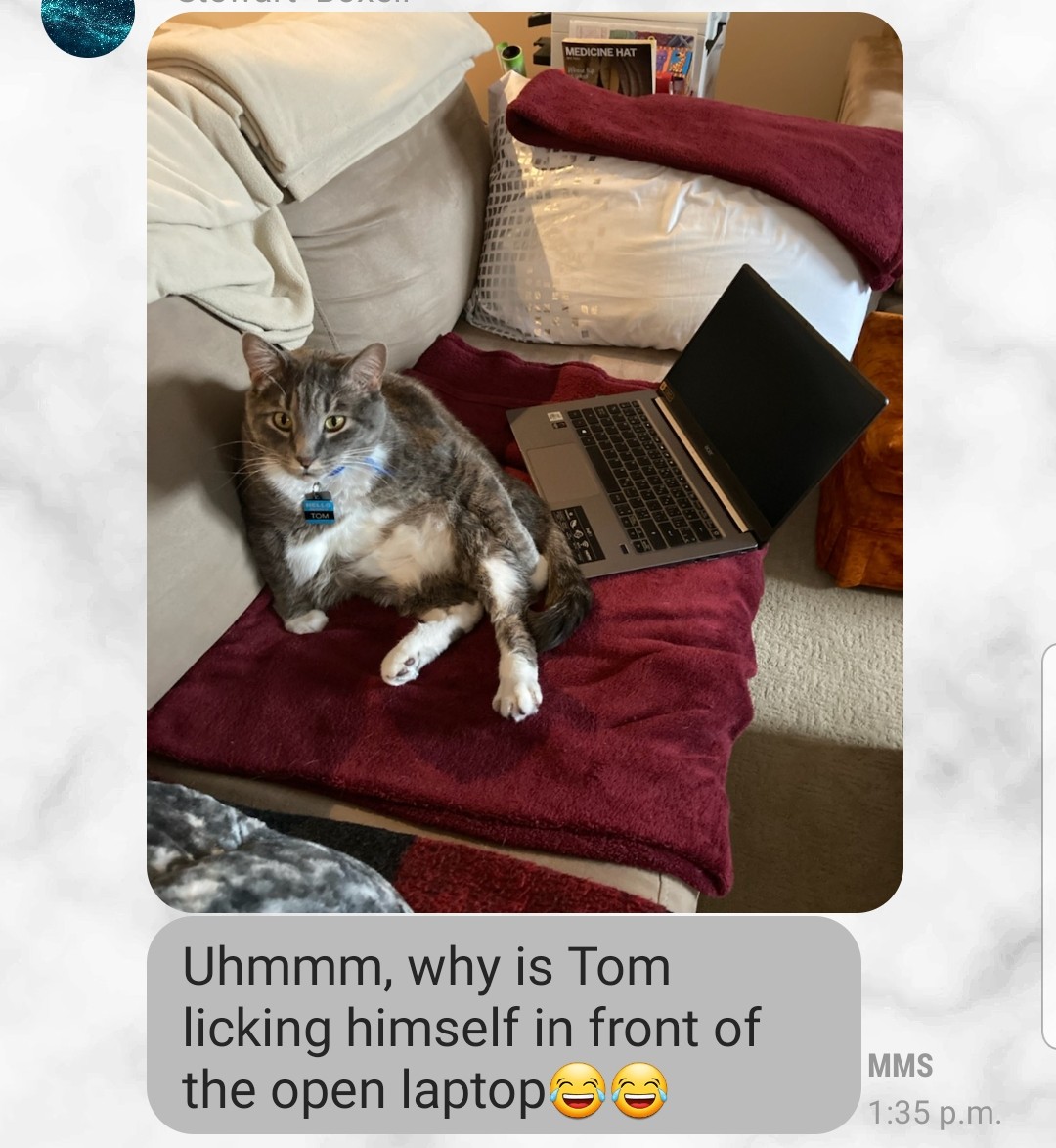 ColeenBoxell's tweet photo. Text from my son 🤣😹 #dontwanttoknow #CatsOfTwitter https://t.co/ekZ64cfYgh