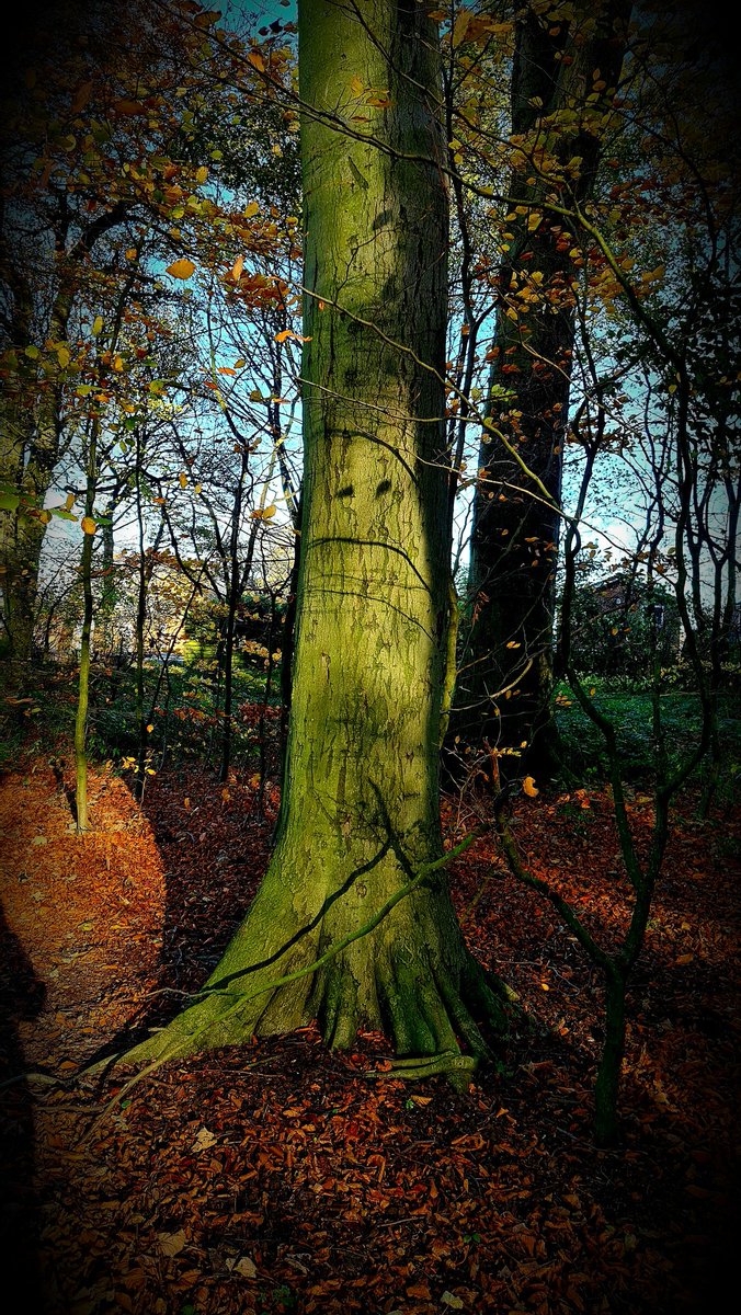 GemHobby's tweet photo. Aww I wonder why this tree is so sad 😞.  #sadtree #tree #nature https://t.co/Bp6k4nlnUI