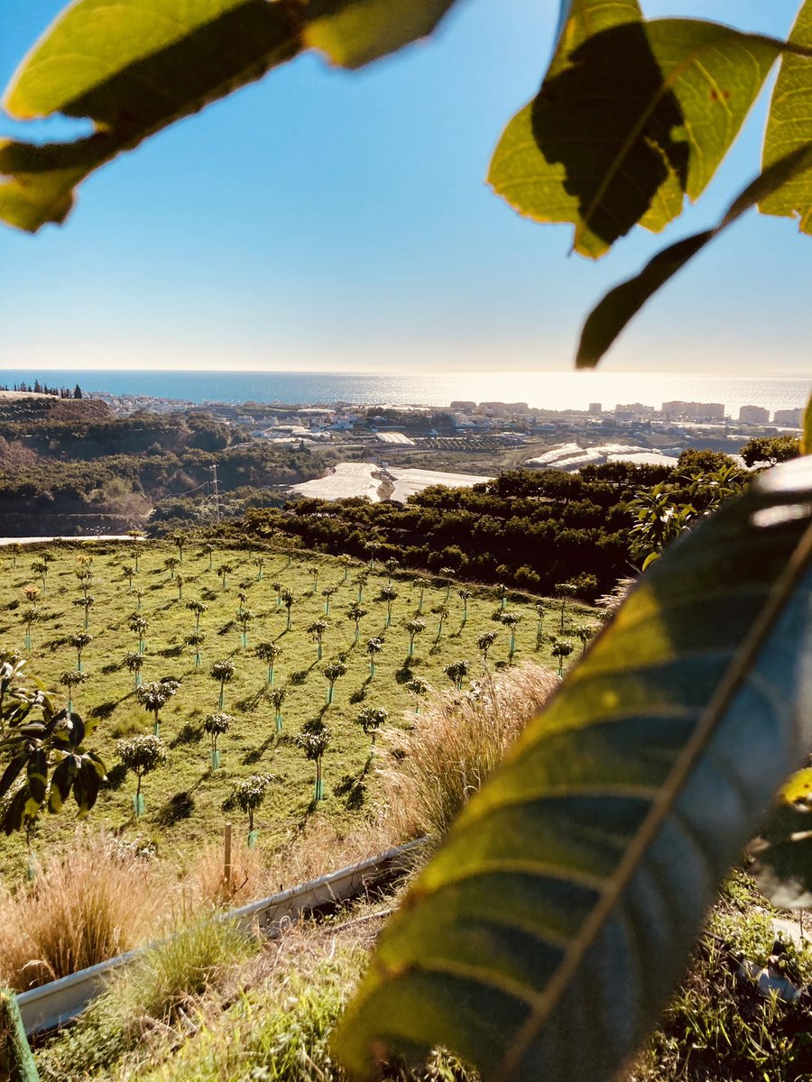 bio_tropical's tweet photo. Privilegio ☀️#Bio #Agricultura #Mangos #Aguacates #CostaDelSol https://t.co/dRbtEqarvp