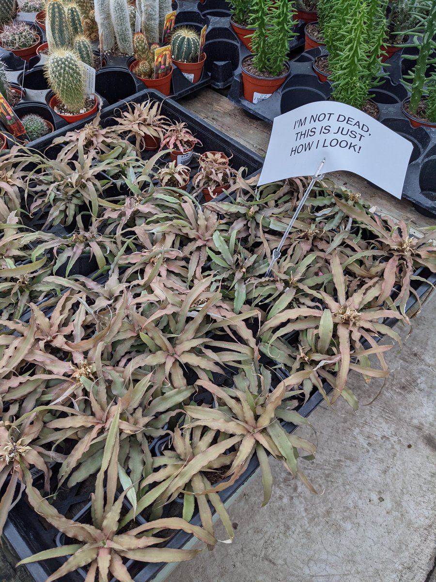 jordine (@defaultbird) on Twitter photo 