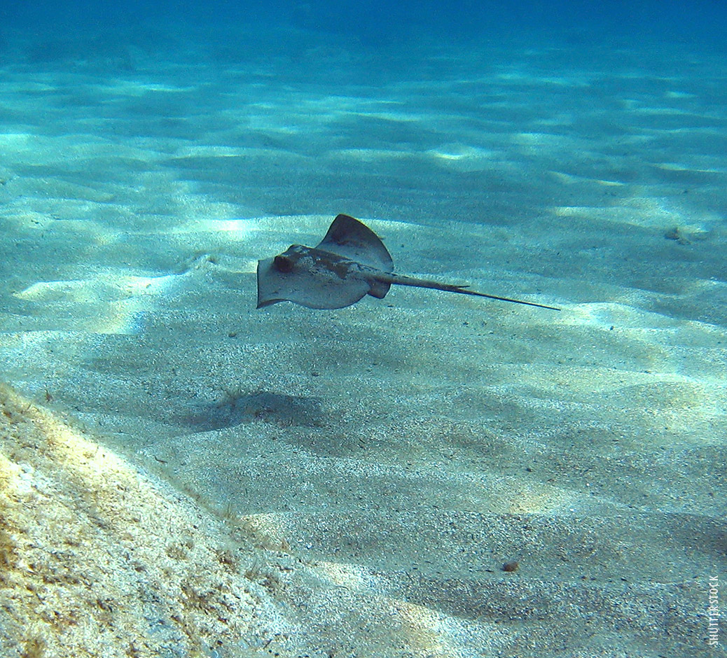 🌍 Have you tried snorkeling with stingrays?
🇮🇹 Hai mai fatto snorkeling con le razze?
#VisitElba #Elba #Toscana #Tuscany #snorkeling #visitelbaisland
visitelba.com