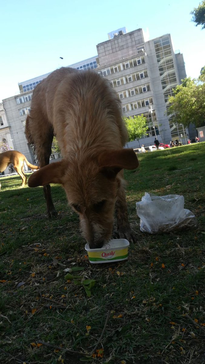 mcg1465's tweet photo. Me lo envían por wapp
Macho, está en la Plaza de frente a la facultad de Medicina.
Creen que castrado. 
Seguro tiene dueños
Ayúdenme a difundirlo xd favor
🙏🐾 https://t.co/RikBFaJJwv