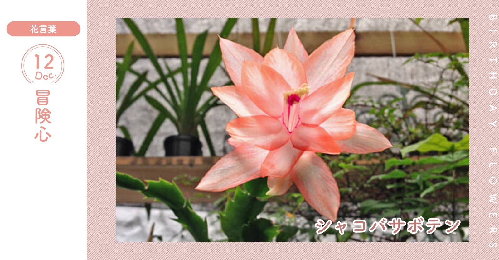 花キューピット I879 Com 公式 12月12日の誕生花 シャコバサボテン お誕生日おめでとう 花言葉 は 冒険心 別名でクリスマスカクタスと呼ばれることもあります あなたはこんな人 動物の世話上手 同じ誕生日の有名人 日高光啓 a