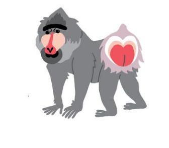RickPantera's tweet photo. Lesson of Today = #AssMonkey https://t.co/SixkHsf3w7
