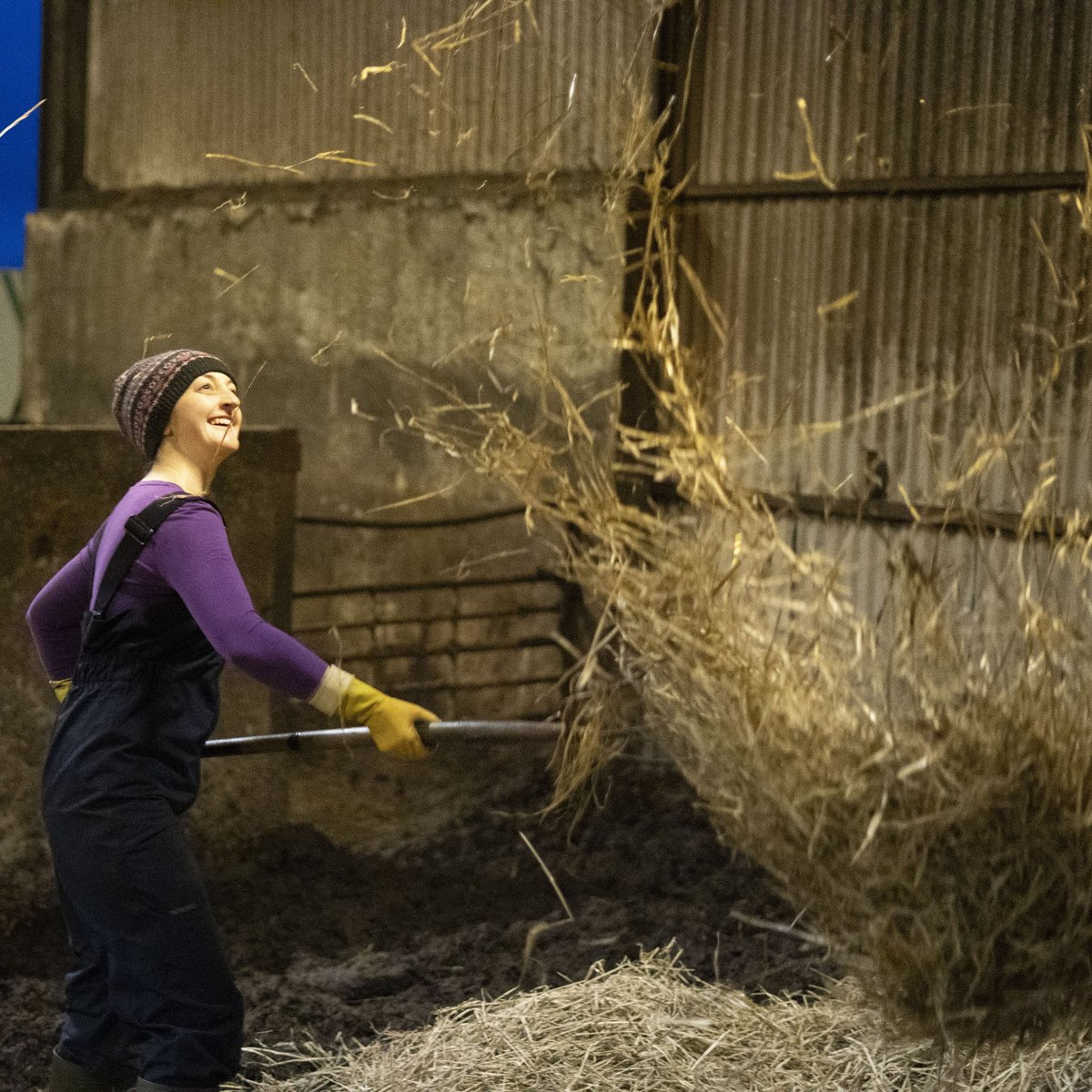 OrlaByrne12's tweet photo. Static online lectures helping me to appreciate the small things in life working on the farm #happycattle #positiveenergy @caymanroe ๐ธ https://t.co/VGfJZh1JPa