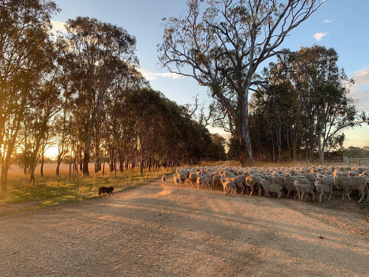 HannahLou136's tweet photo. What is it they say about working a job you love? By rights I havenβt worked all week then! Glad for a sleep in today though ππ΄ #weaning2020 #harvest2020 #hay2020 #shearing2020 https://t.co/54tfs7Nu3W