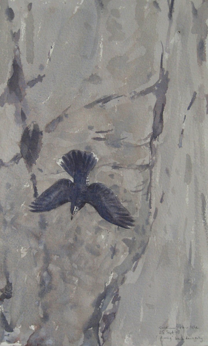 Siberian Thrush, sketched on Fair Isle on 25th Sept 2008. This beautiful rare bird was discovered feeding in a deep geo in the steep ciffs at Guidicum by the sharp-eyed warden Deryk Shaw #fairislefriday