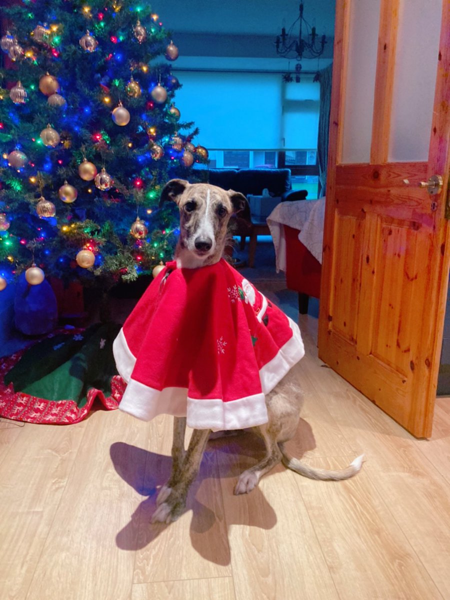 Rocketgal's tweet photo. Merry dogmas #Dogcember https://t.co/RDORncdoI2