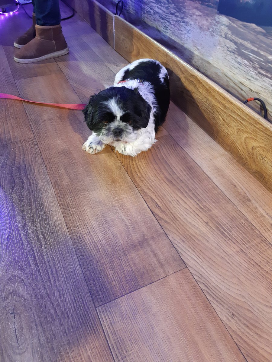 RadioLisa1's tweet photo. Had a great time hosting the Cherwell Business Awards tonight! Huge congrats to all the finalists and winners. Lovely to work with you @PlaciEspejo @marieparkinson1 And of course with the star of the show...Bailey. Such a beautiful furry girlie! 🏆🏅 #CBAs2020 @CherBizAwards https://t.co/T3AG1iv4SY
