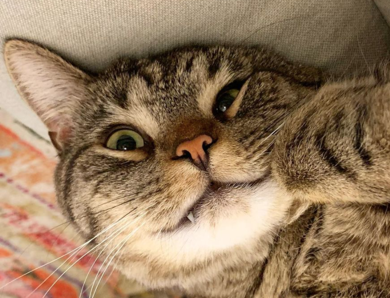 Katiemoneygrabz's tweet photo. Post a pic of your pet &amp; who/what they're named after https://t.co/0olopvLaXf