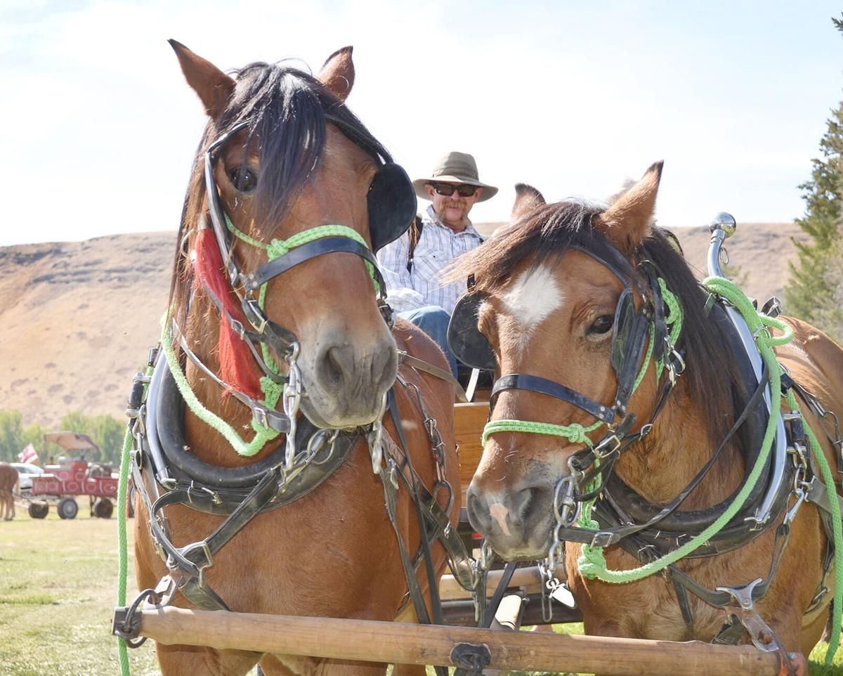 HorseLoversMath's tweet photo. Horse quizzes are always fun! Here's 20 questions to test your #equine knowledge https://t.co/epmReI8FQF #horsefacts #equinefacts #horsequiz #horsetrivia #HorseHour #ponyhour #Horsebloggers #equineblogshare #horses #4H #horseowner #HorseGirl #horsecrazy #horselover https://t.co/VJ6Z4zMlHS