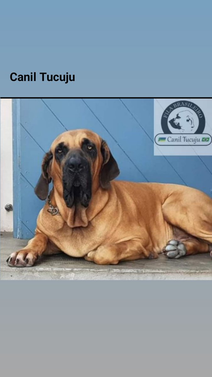 Canil Tucuju (@santo_roberson) on Twitter photo 