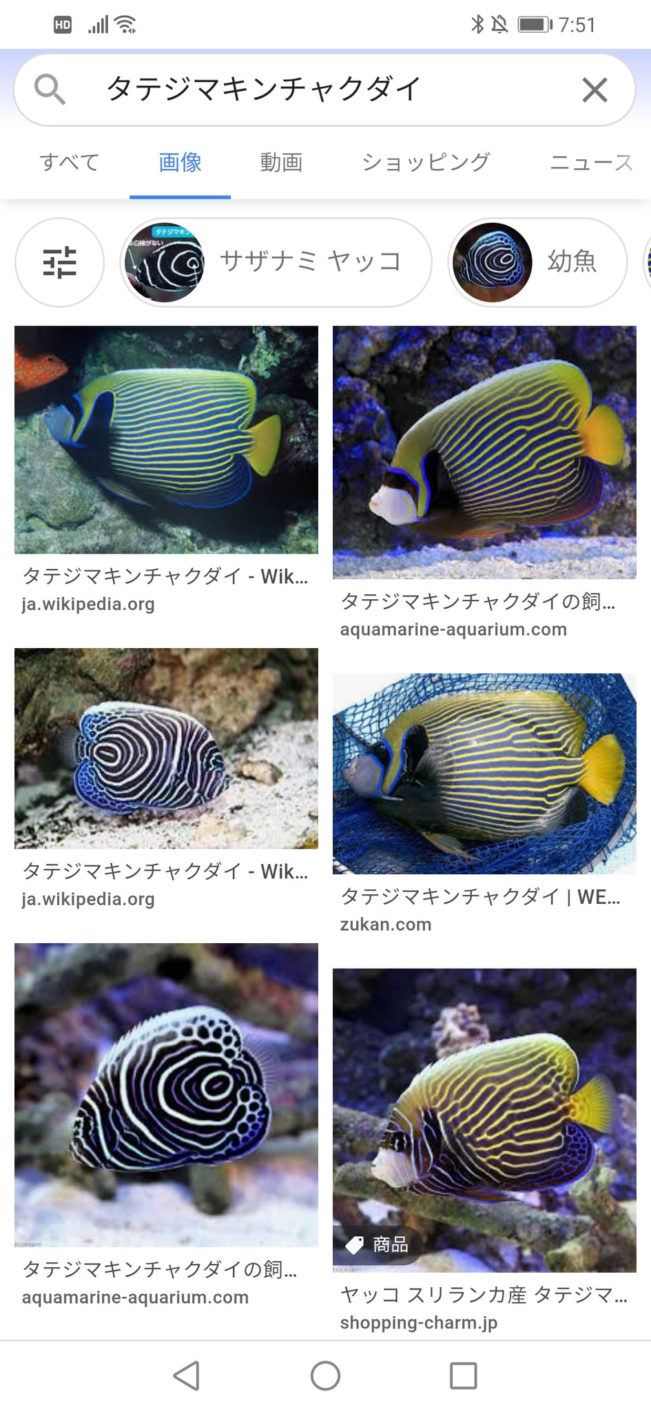 ナオ 呪術廻戦op 虎杖の足元に泳いでる魚はタテジマキンチャクダイだと思うんですが この魚 幼魚と成魚で模様が変わるんですよ 理由は 成魚は縄張り意識が強く他個体を追い出すんですが 幼魚は模様が違うので認識されず追い出されないから 宿儺の器