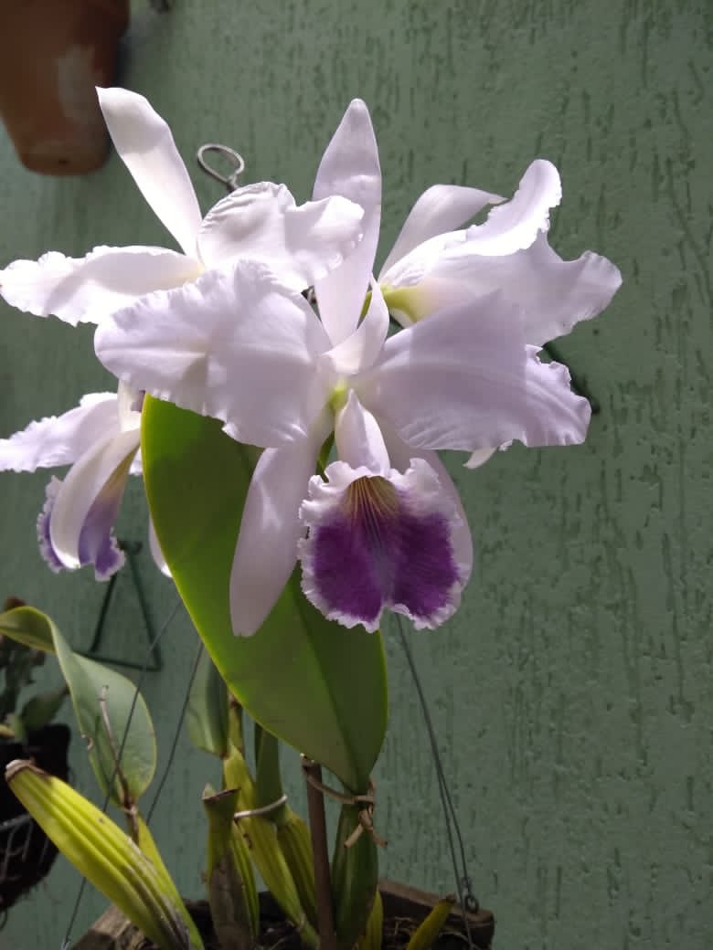 JBorquideas's tweet photo. Bela Orquídea 🙏🕊🇧🇷
#orquidariobrasilia #brasiliacapitaldasorquideas #orquideas #orquidea #orquidario #brasilia #braail #brasil🇧🇷 https://t.co/ymCf2NG5Bv