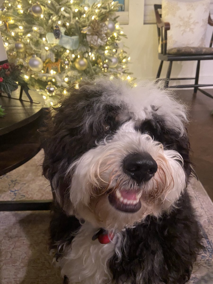 meglizmacD's tweet photo. @femaleredhead This is Elliott. Or Beebee-beebington. (Elliott > Elli-bean > Elli-bee > beebee > and for some reason, threw on beebington). 💖 
I LOVE THIS THREAD https://t.co/SNKCtox9Np
