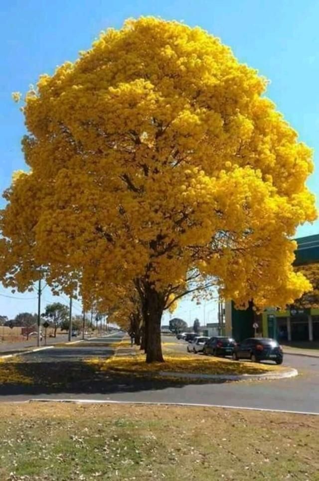 vanecosta10's tweet photo. Já sentiu orgulho da flora brasileira hoje? 
Vem se encantar com essas árvores brasileiras 🌳❤

Ipê-amarelo (Handroanthus albus) https://t.co/oJMeOEQkKE