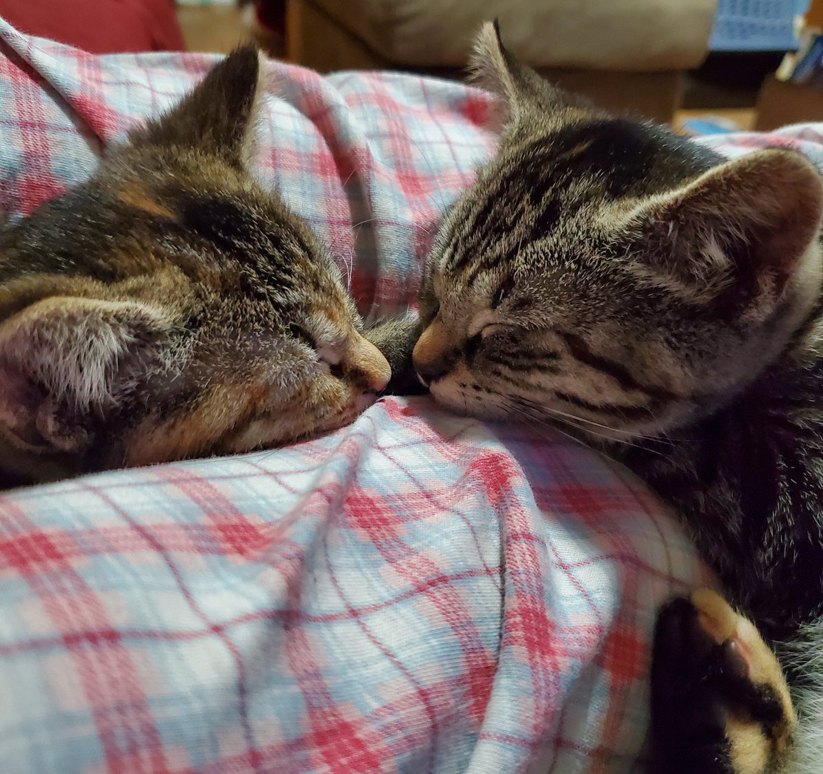 My new favourite  way to unwind, kitty cuddle time.❤😻

#kittensoftwitter #kittens