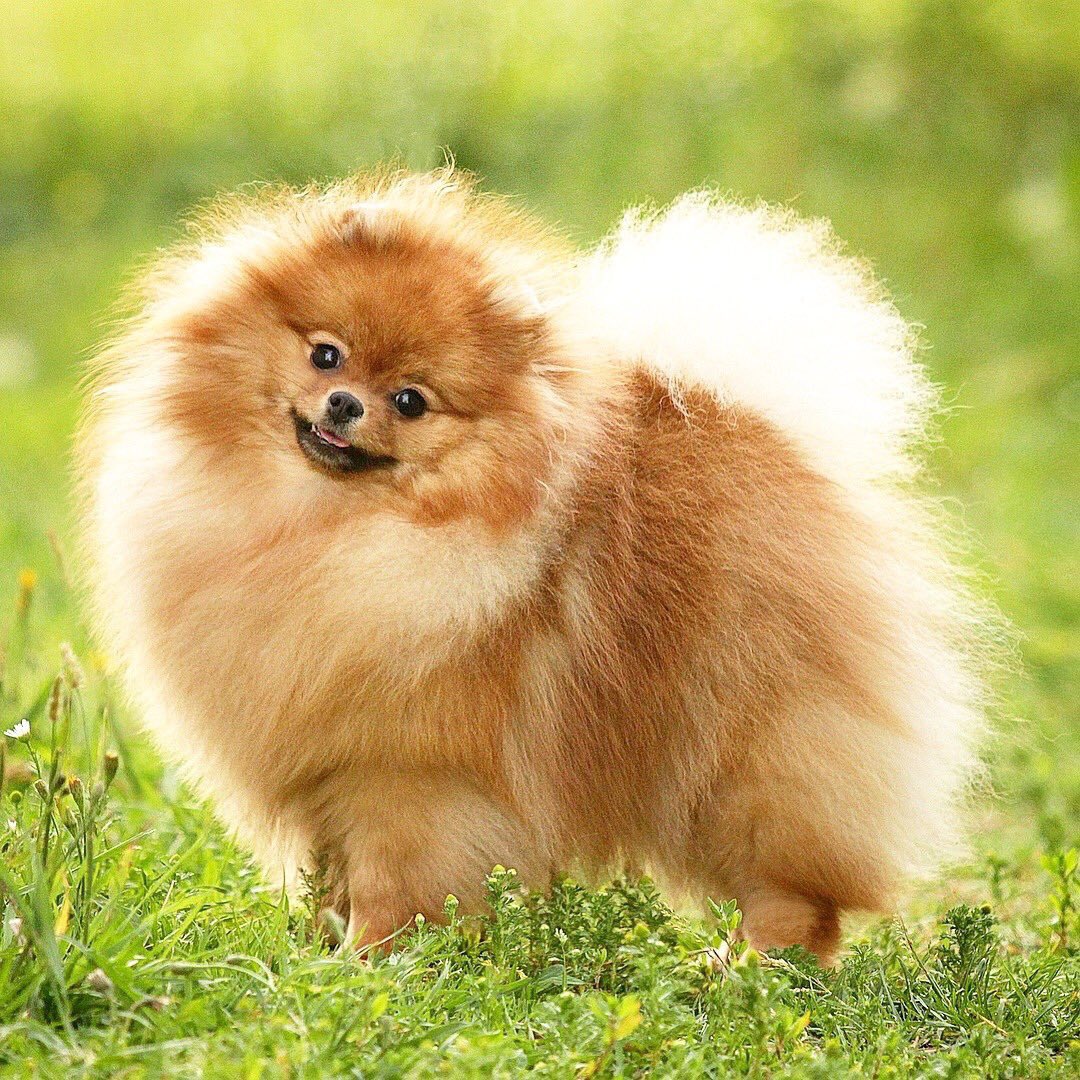 愚鈍 V Twitter 12月12日は漢字の日 ポメラニアンは中国語の漢字表記だと 博美犬 と 波美拉尼亚 の二通りがあるらしい 博美犬と波美拉尼亚 文字づらのイメージが違い過ぎる 博美犬のイメージ 波美拉尼亚のイメージ