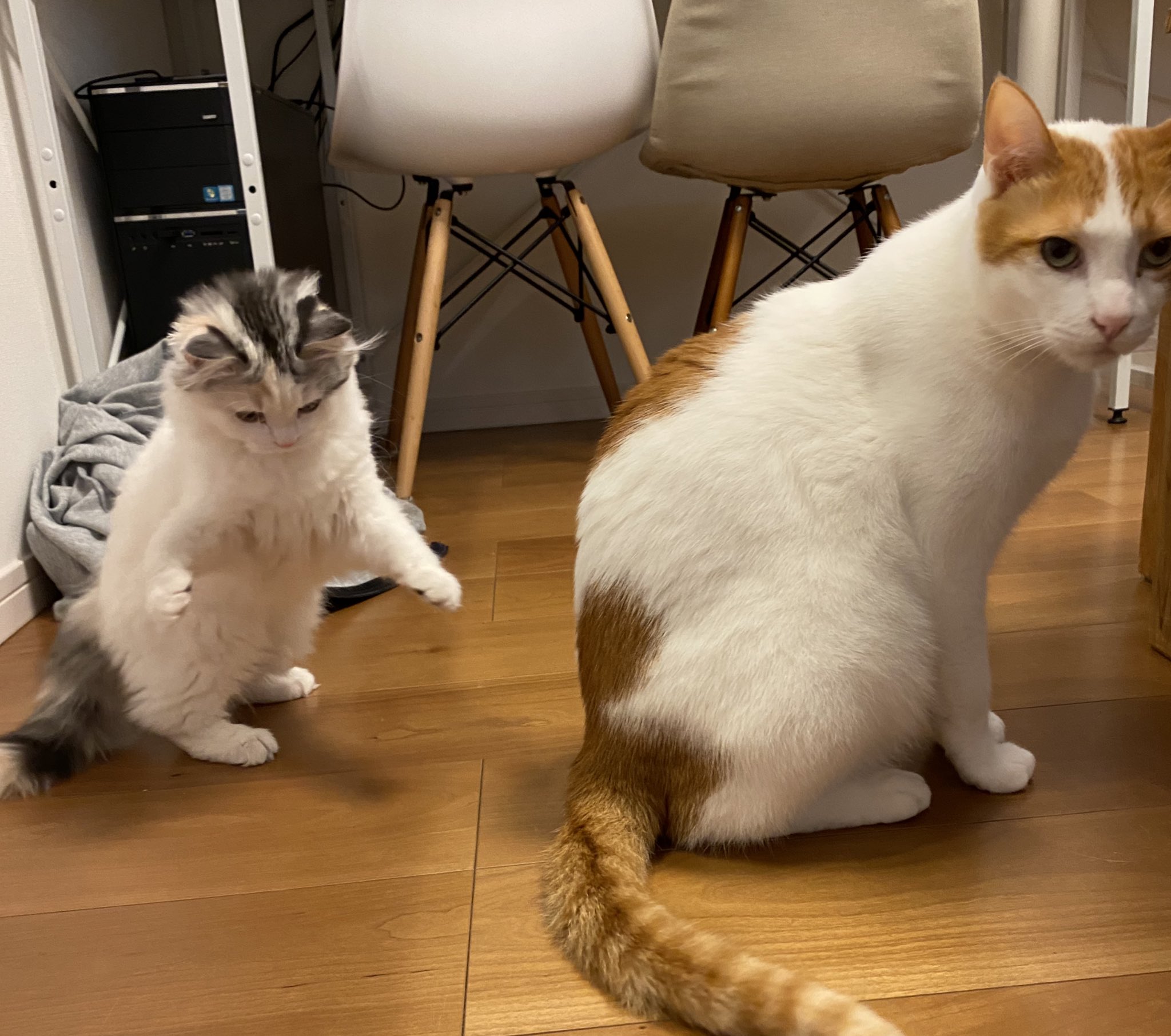 ニャンチュー　ページ ニャンチュー ページ にゃんちゅー (@Nyanchu_1011) / X