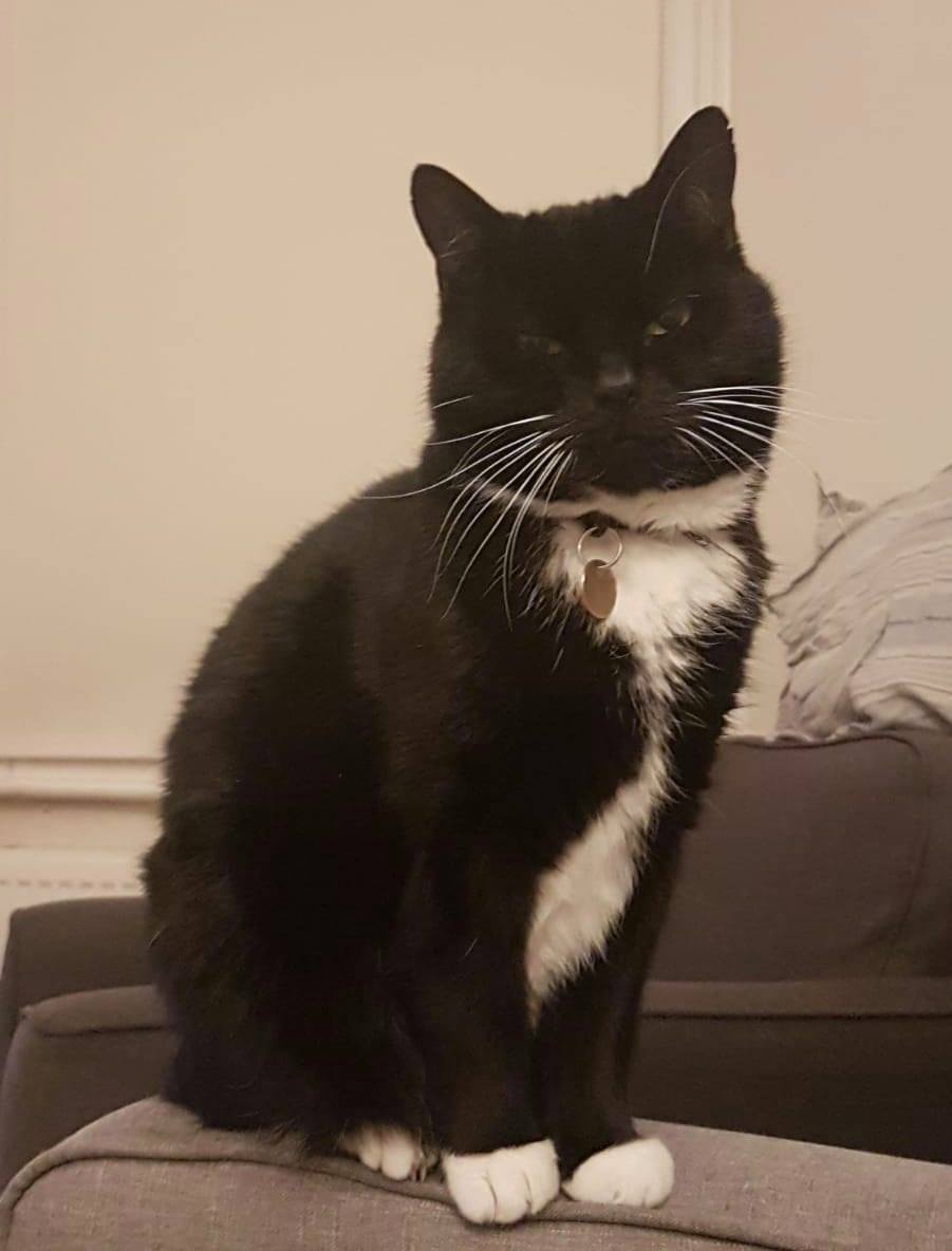 Robin went missing from home in #BrackenburyVillage, #Hammersmith, #London #W6 on the evening of Saturday 7th November. Chipped & chip company informed. A nervous lad who is very much loved. facebook.com/groups/5803871…  #Caturday #cats #CatsOfTwitter #lostcats