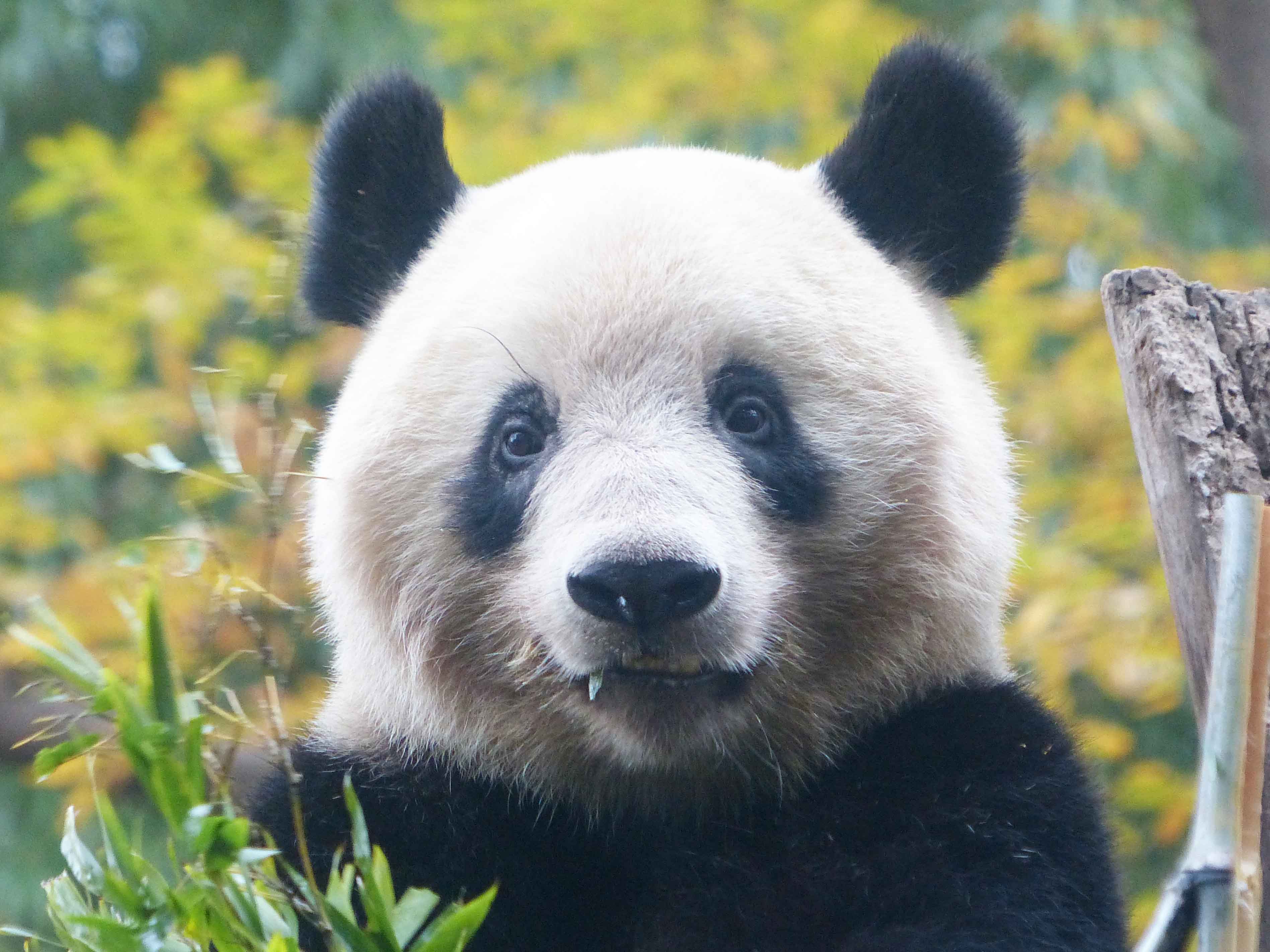 上野動物園［公式］ on X: 