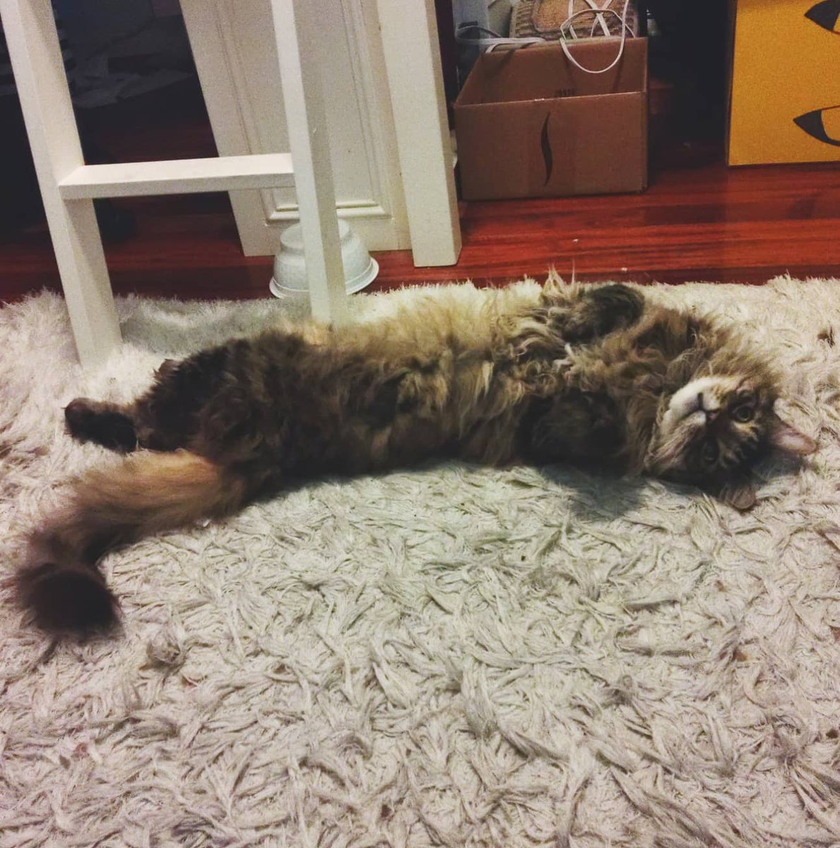 Kittys_not_here's tweet photo. My Love died yesterday but I thought I share how beautiful he is.  I am so lucky to have grown up alongside him. https://t.co/O6KdyKVJ7C