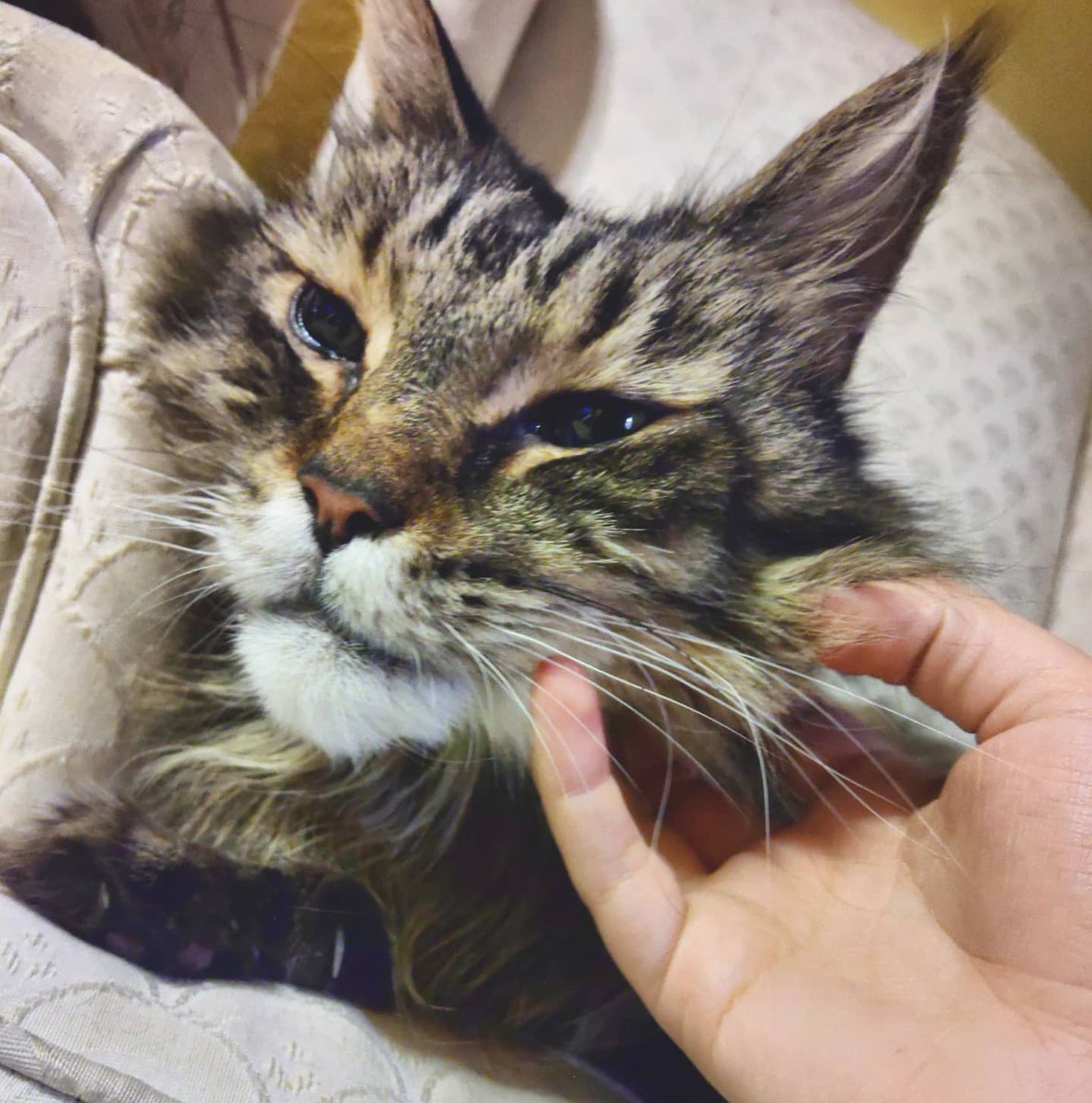 Kittys_not_here's tweet photo. My Love died yesterday but I thought I share how beautiful he is.  I am so lucky to have grown up alongside him. https://t.co/O6KdyKVJ7C