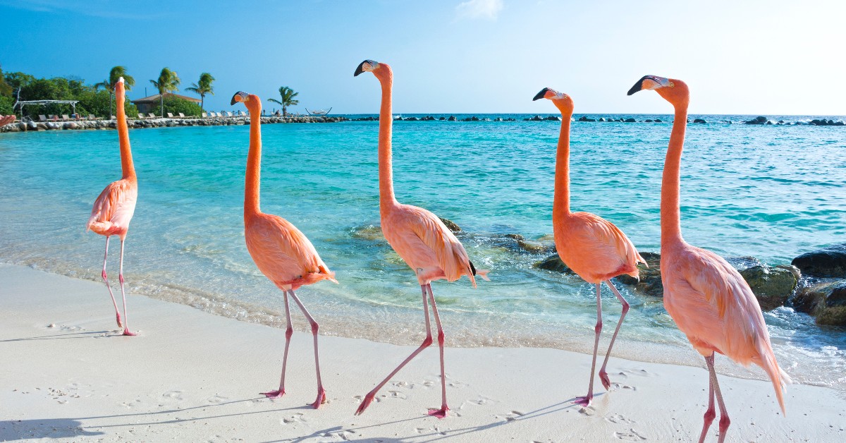 iCruise's tweet photo. The flamingos say 'hello' and as the national birds of The Bahamas, they can't wait to welcome you back again! 🏝️🇧🇸 https://t.co/MNPIE8Y6dZ