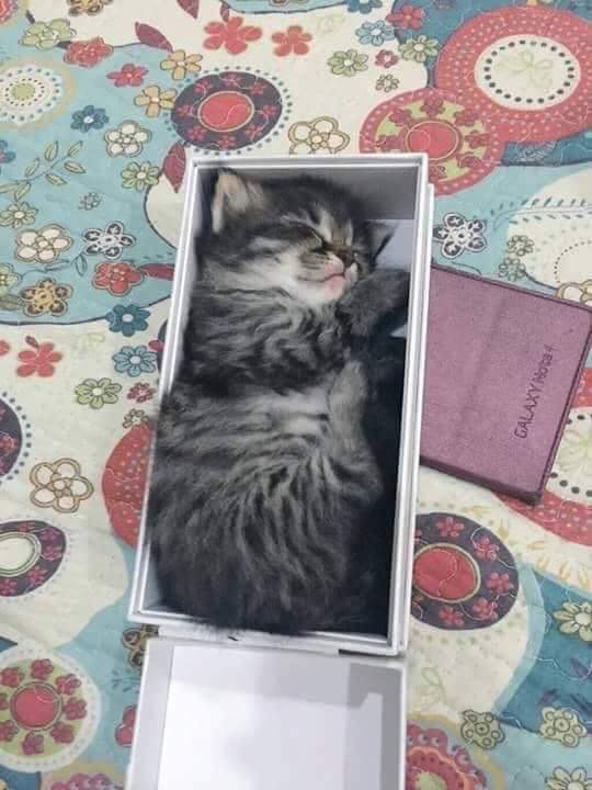 ShouldHaveCat's tweet photo. https://t.co/DOqABxvSt0